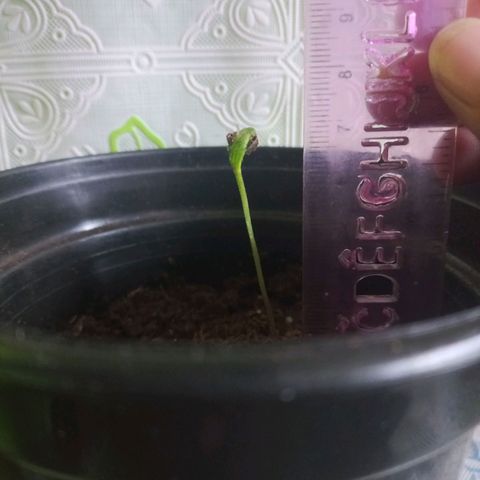 Chalupas 5000 growlog photo: Se puede observar el crecimiento del tallo, por lo que se procede a medirlo y añadirle un poco de sustrato.
