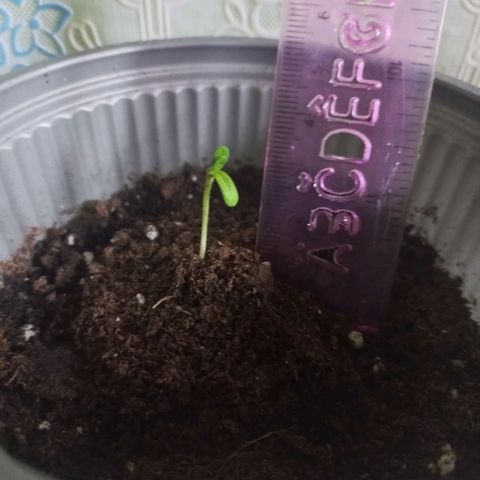 Chalupas 5000 growlog photo: Se puede observar que el tallo sigue creciendo más de manera normal por lo que se procede a poner una cierta cantidad de sustrato y posteriormente a medirla.