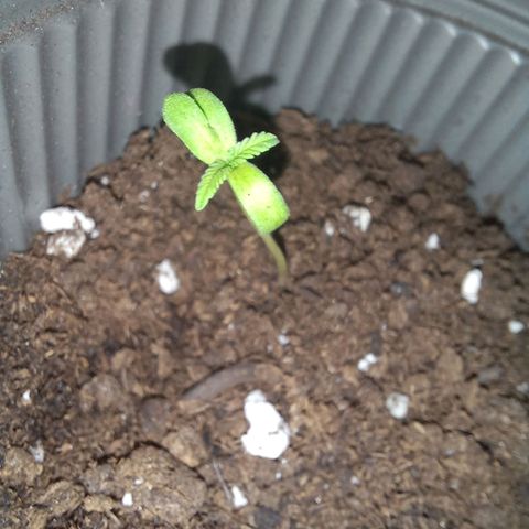 Chalupas 5000 growlog photo: Ya se puede observar el desarrollo de las dos primeras hojas verdaderas, ya tienen un diámetro mayor y el tallo ha dejado de crecer
