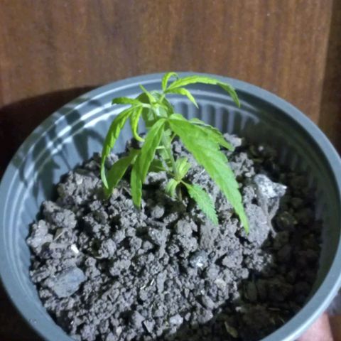 Chalupas 5000 growlog photo: Se procede a regar aproximadamente 1/4 de la maceta. 
Ya se evidencia la presencia de mayor número de hojas.