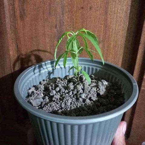 Chalupas 5000 growlog photo: Se procede a regar aproximadamente 1/4 de la maceta. 
Ya se evidencia la presencia de mayor número de hojas.