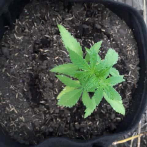 Chalupas 5000 growlog photo: Se realiza el traspaso de maceta, esto debido a que la planta ha logrado alcanzar una mayor altura, la plántulas fue trasplantado a una maceta de 10 litros, esto para no tener que cambiar de maceta en unperiodo corto de tiempo.