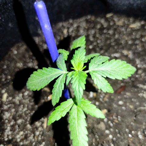 Chalupas 5000 growlog photo: La planta ha desarrollado mayor número de pares de hojas, por lo que se e ayudó con la implementación de un tutor para que el tallo no se caiga.