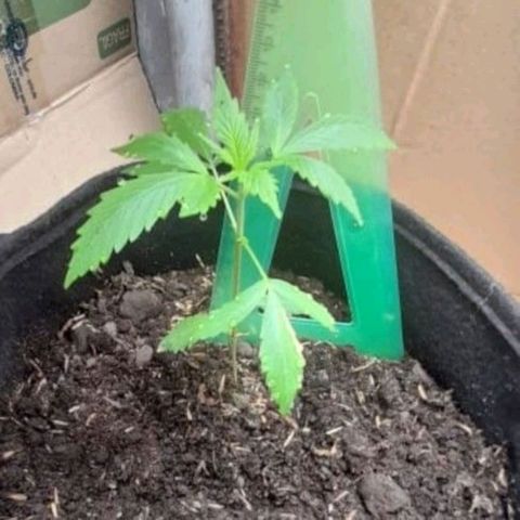 Chalupas 5000 growlog photo: Las hojas que surgieron primero en la parte inferior se secaron en su mayoría, sin embargo, las demás se encuentran con un desarrollo óptimo pues los nudos son más cercanos.