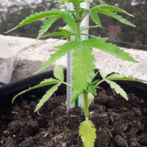 Chalupas 5000 growlog photo: La planta no presenta deficiencias, se encuentra en un correcto desarrollo y mayor número de nudos.