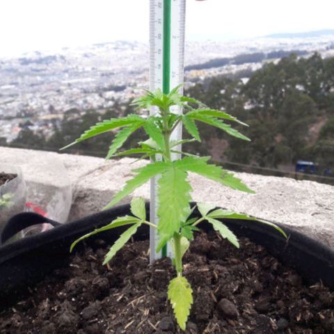 Chalupas 5000 growlog photo: La planta no presenta deficiencias, se encuentra en un correcto desarrollo y mayor número de nudos.