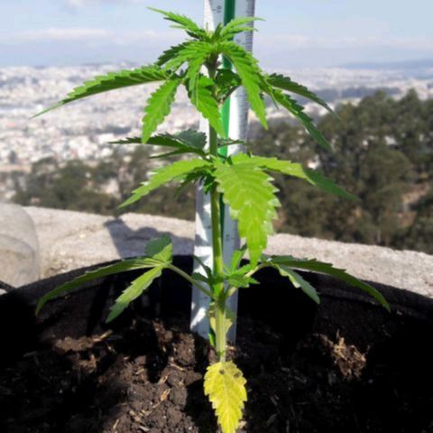 Chalupas 5000 growlog photo: Las hojas que se desarrollaron primero empiezan a su etapa de senescencia, sin embargo las que surgen posteriormente se encuentran con un color muy verde, en buen estado.