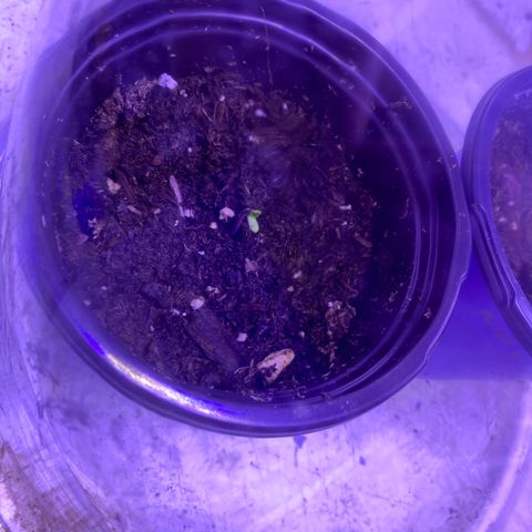Unknown strain growlog photo