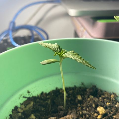 Makujita growlog photo: La maku