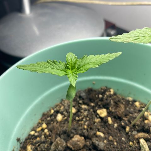 Makujita growlog timeline photo