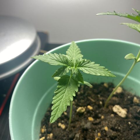 Makujita growlog timeline photo