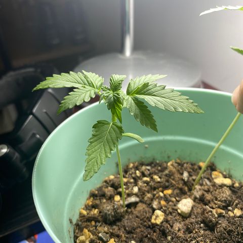 Makujita growlog timeline photo