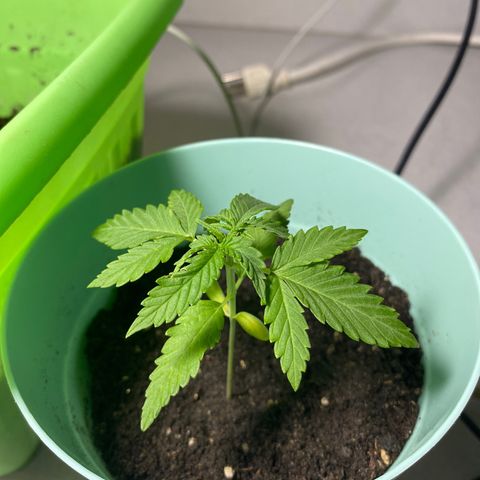 Makujita growlog timeline photo