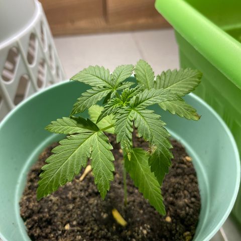 Makujita growlog photo: Maku parece quemada por algo quimico