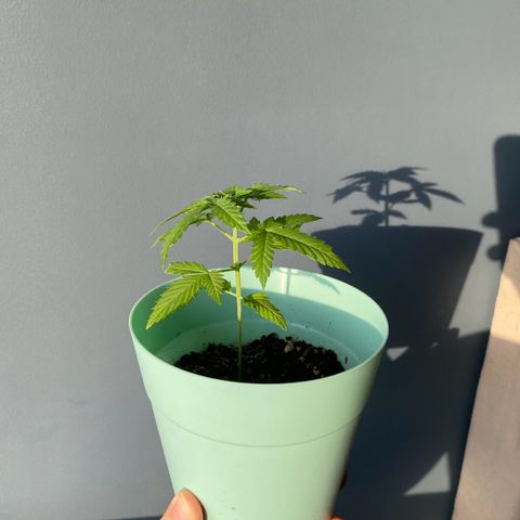 Makujita growlog timeline photo