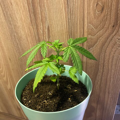 Makujita growlog timeline photo
