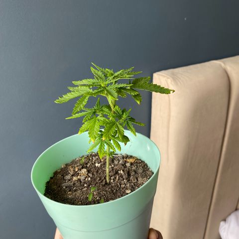 Makujita growlog photo: Bonsai lol