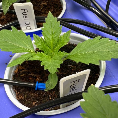 Fuel D.OG #2 Female 49.44g M growlog timeline photo