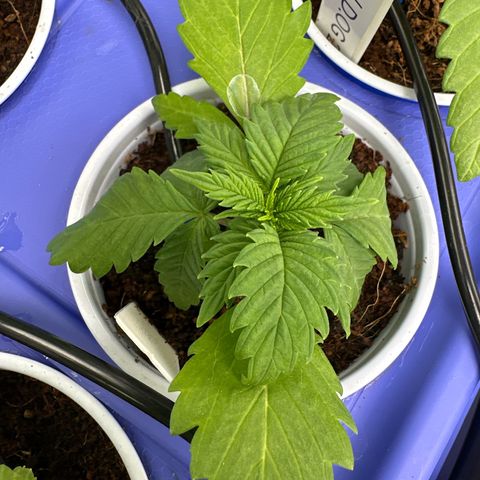 Fuel D.OG #1 Female 47.36g growlog timeline photo