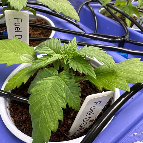 Fuel D.OG #1 Female 47.36g growlog timeline photo