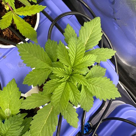 Fuel D.OG #2 Female 49.44g M growlog timeline photo