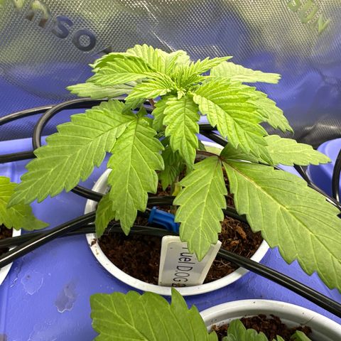 Fuel D.OG #2 Female 49.44g M growlog timeline photo