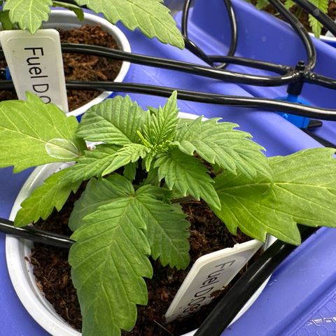 Fuel D.OG #1 Female 47.36g growlog timeline photo