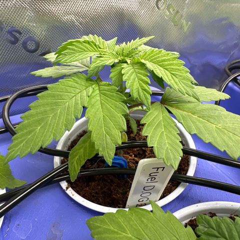 Fuel D.OG #2 Female 49.44g M growlog timeline photo