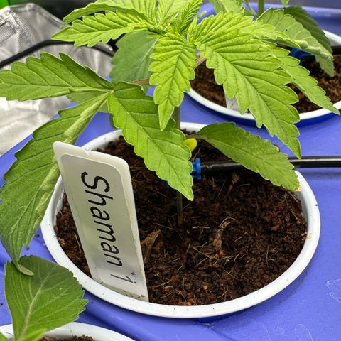 Shaman growlog photo: 1