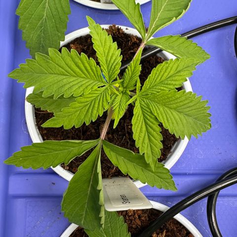 Shaman growlog photo: 1