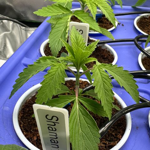 Shaman growlog photo: 2