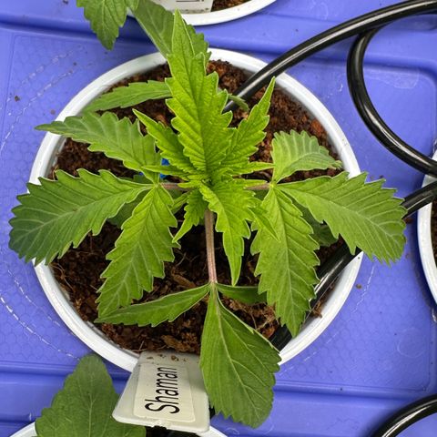 Shaman growlog photo: 2