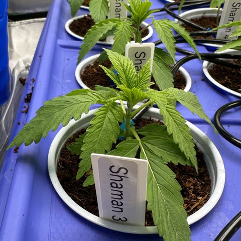 Shaman growlog photo: 3