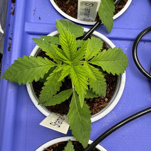 Shaman growlog photo: 3