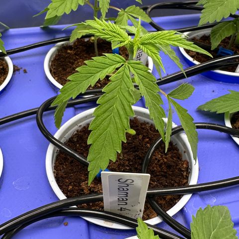 Shaman growlog photo: 4