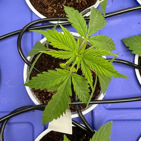 Shaman growlog photo: 4