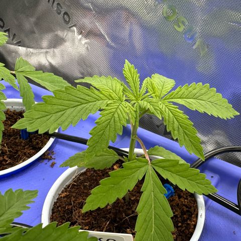 Shaman growlog photo: 5