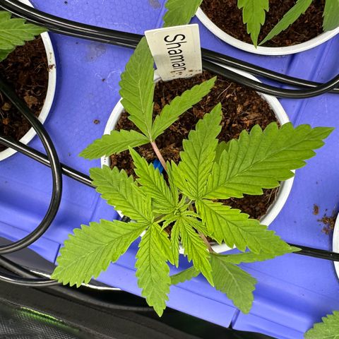 Shaman growlog photo: 5