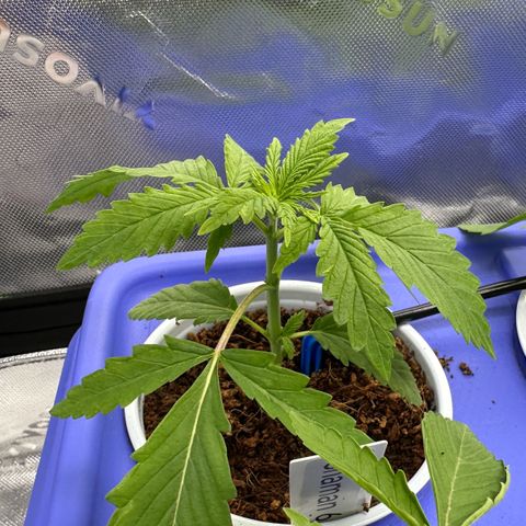Shaman growlog photo: 6