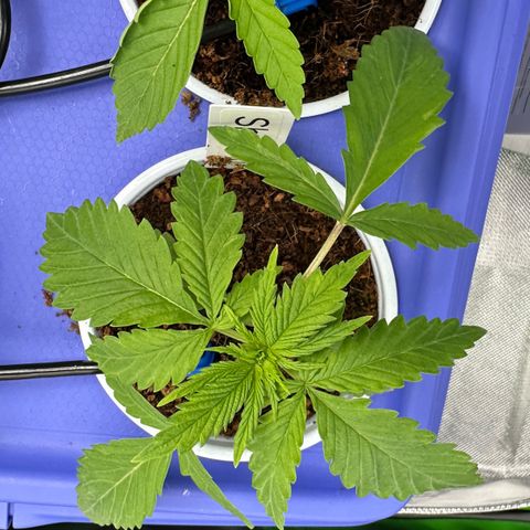 Shaman growlog photo: 6