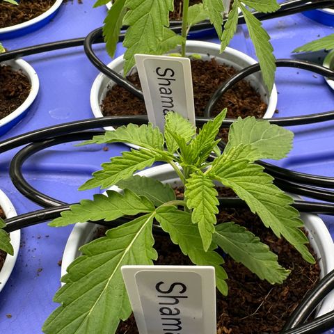 Shaman growlog photo: 7