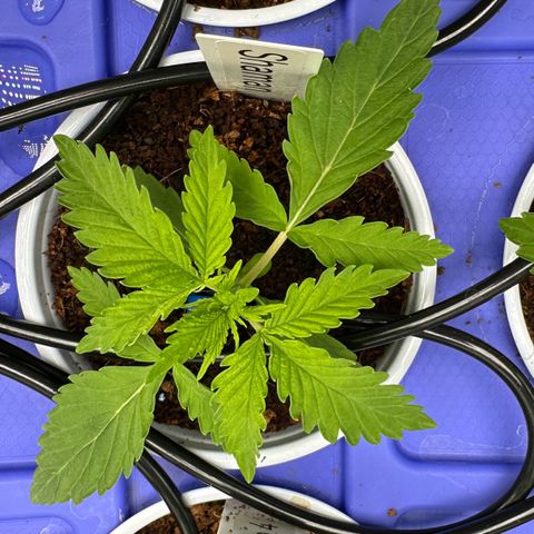 Shaman growlog photo: 7