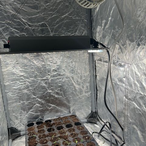 Misc x (LA Kush x Zkittles) #26 60.7g growlog timeline photo