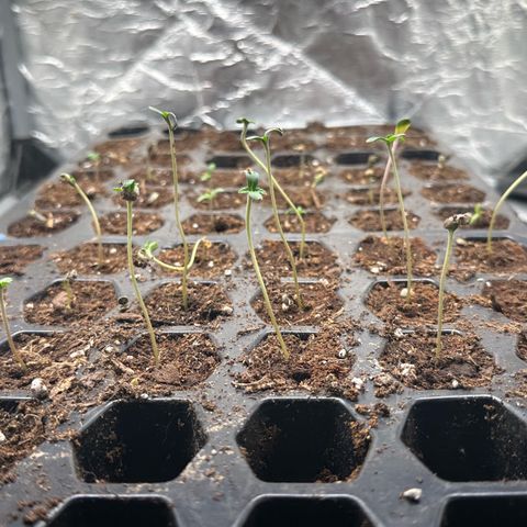 Misc x (LA Kush x Zkittles) #26 60.7g growlog timeline photo