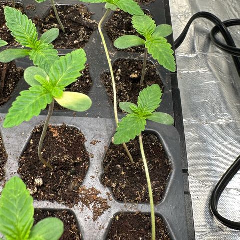Misc x (LA Kush x Zkittles) #26 60.7g growlog timeline photo
