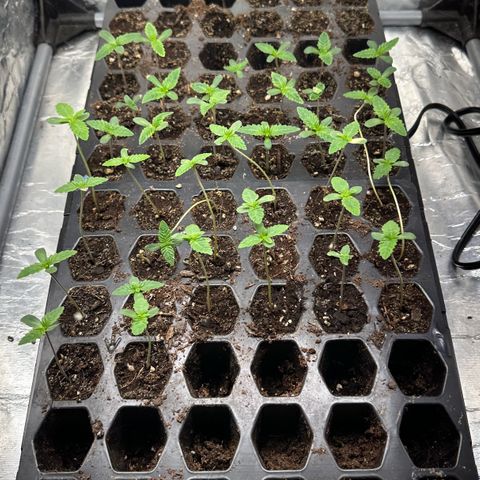 Misc x (LA Kush x Zkittles) #26 60.7g growlog timeline photo
