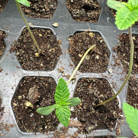 Misc x (LA Kush x Zkittles) #26 60.7g growlog timeline photo