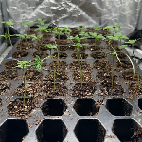 Misc x (LA Kush x Zkittles) #26 60.7g growlog timeline photo