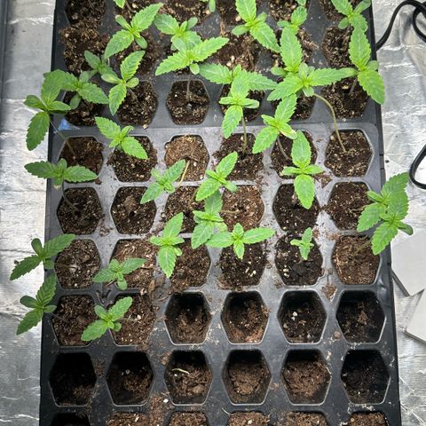 Misc x (LA Kush x Zkittles) #26 60.7g growlog timeline photo
