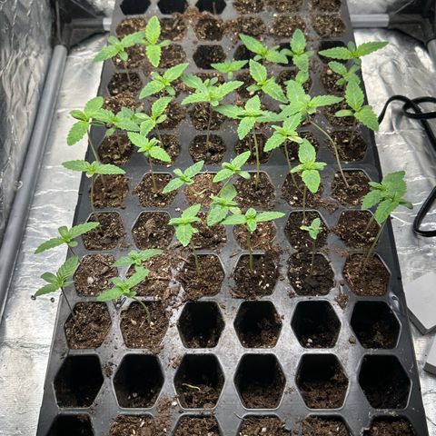 Misc x (LA Kush x Zkittles) #26 60.7g growlog timeline photo